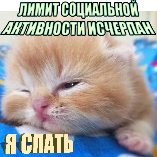 Стикер Telegram «Cats memes» 😴