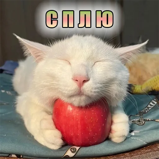 Стикер Telegram «Cats memes» 😴