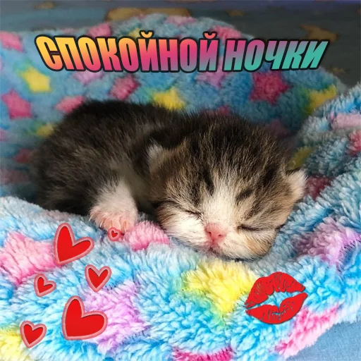 Telegram Sticker «Cats memes» 😴