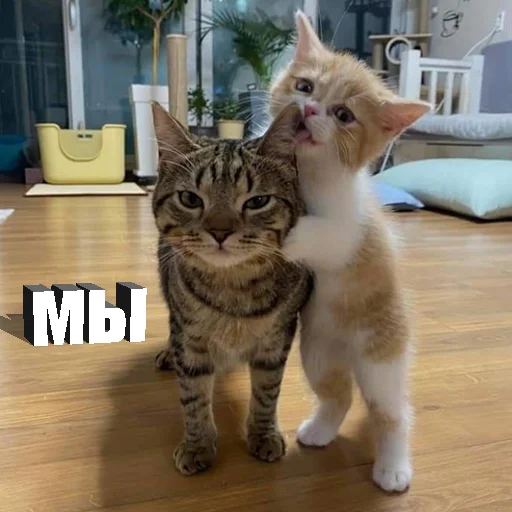 Стікер Telegram «Cats memes» 🥰