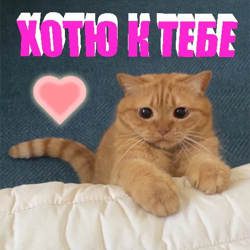 Стикер Telegram «Cats memes» 🥺