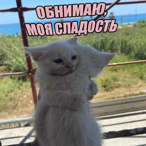 Telegram Sticker «Cats memes» 🤗
