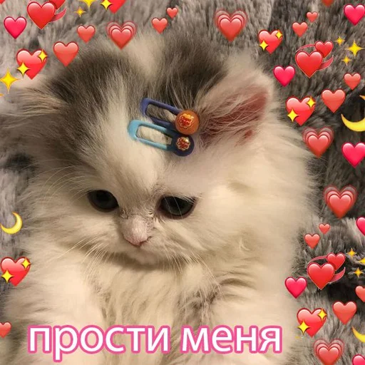 Telegram stiker «Cats memes» 🥺
