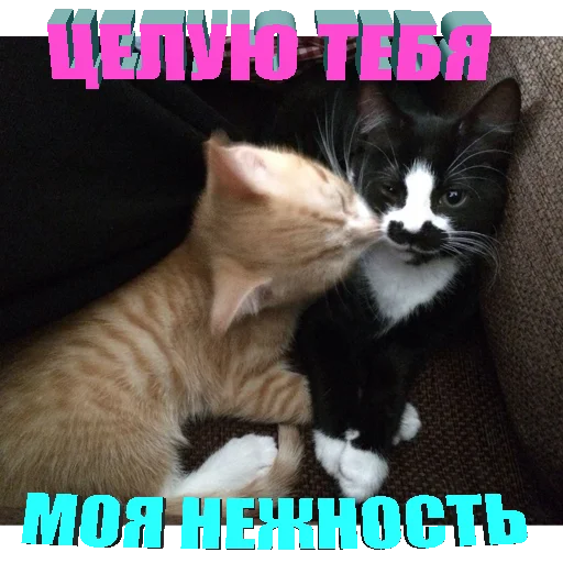 Стікер Telegram «Cats memes» 💋