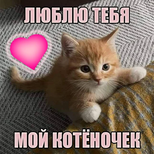 Стикер Telegram «Cats memes» 💖