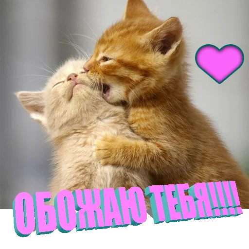 Telegram stiker «Cats memes» 🥰