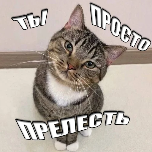 Стікер Telegram «Cats memes» 😻