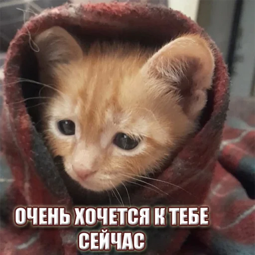 Стикер Telegram «Cats memes» 😿