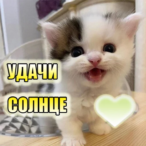 Стикер Telegram «Cats memes» 🍀