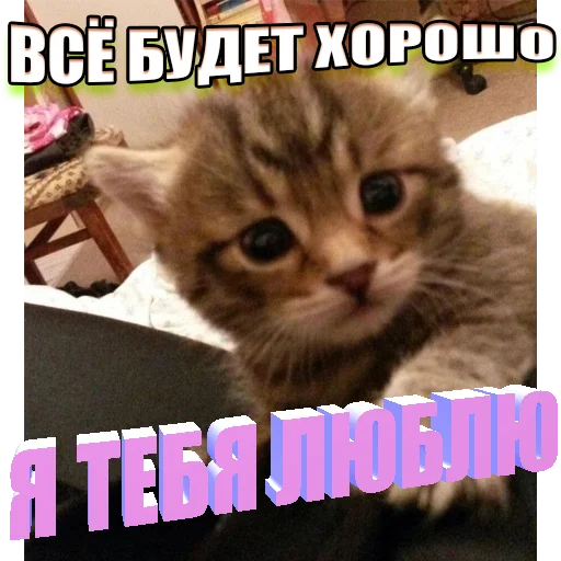 Telegram Sticker «Cats memes» 🥰