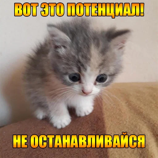 Telegram Sticker «Cats memes» 😳