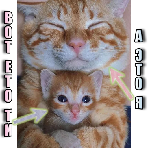 Telegram Sticker «Cats memes» 🫵