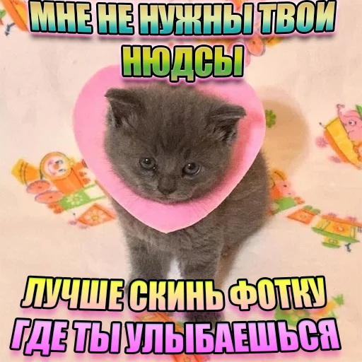 Стікер Telegram «Cats memes» 😬