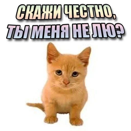 Стикер Cats memes 🫵