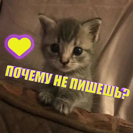 Telegram Sticker «Cats memes» ✍️