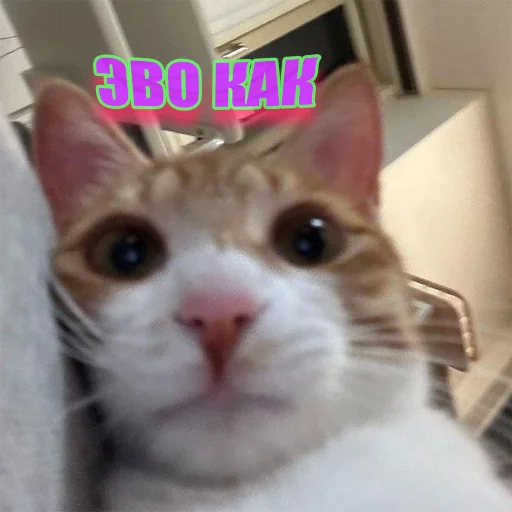 Telegram Sticker «Cats memes» 😯