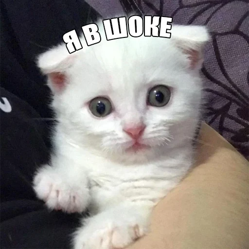 Telegram stiker «Cats memes» 🙀