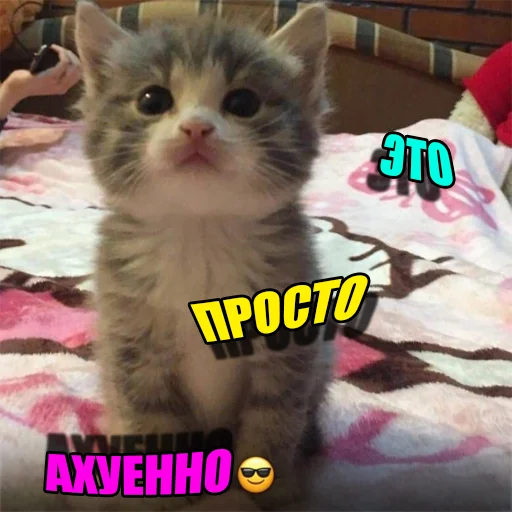 Cats memes stiker 👍