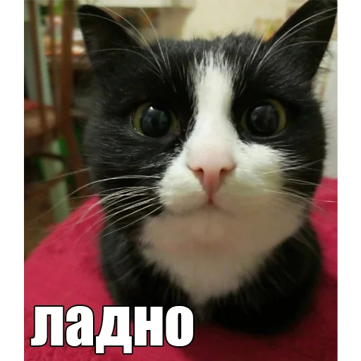 Стикер Telegram «Cats memes» 🙂