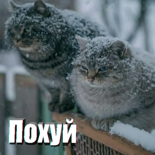 Telegram Sticker «Cats memes» 😼