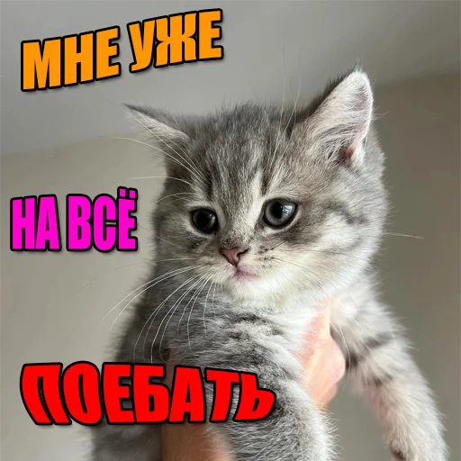Telegram Sticker «Cats memes» 😪