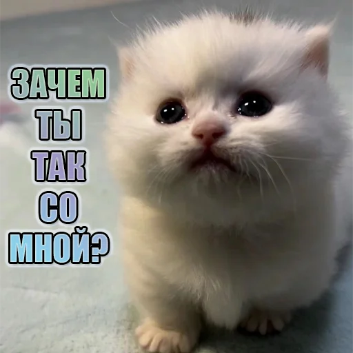 Cats memes stiker 😿
