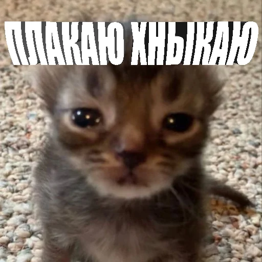 Telegram Sticker «Cats memes» 😿