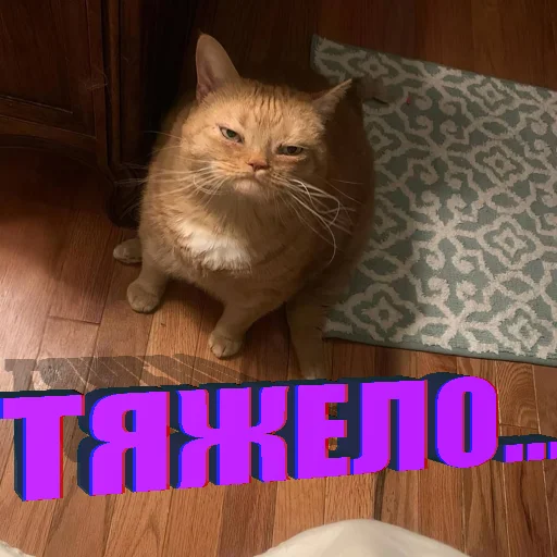 Telegram Sticker «Cats memes» 😒