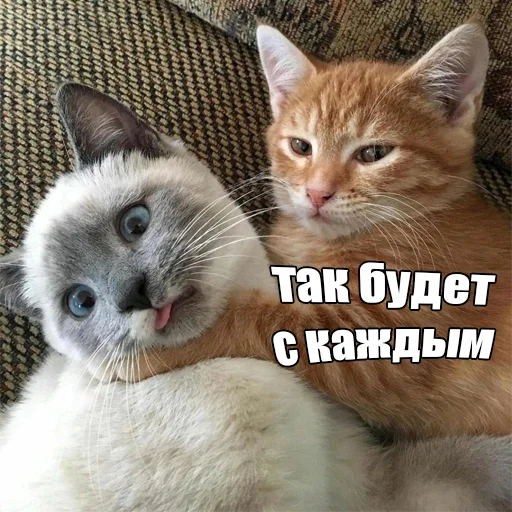 Стікер Telegram «Cats memes» 😾