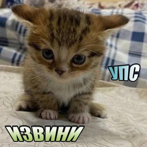 Стікер Telegram «Cats memes» 😅