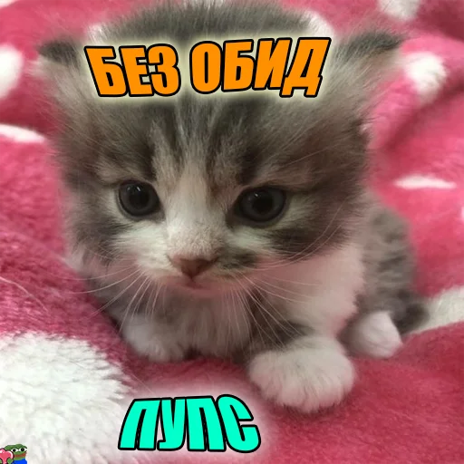 Telegram Sticker «Cats memes» 🥺