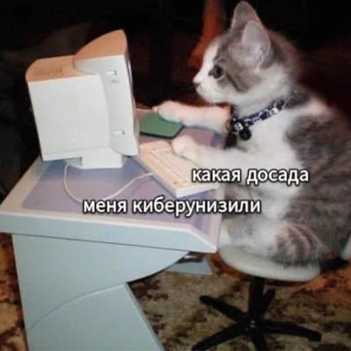 Стикер Telegram «Cats memes» 😪