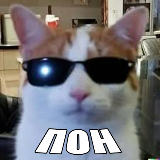 Стікер Telegram «Cats memes» 😎