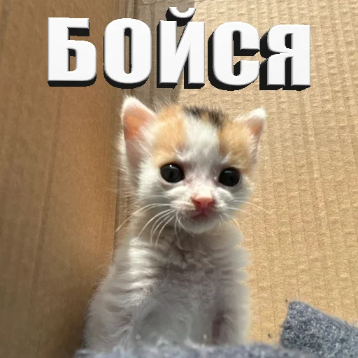 Стикер Telegram «Cats memes» 😼