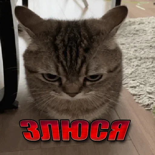 Стикер Telegram «Cats memes» 😾