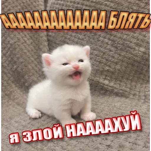 Cats memes stiker 😾