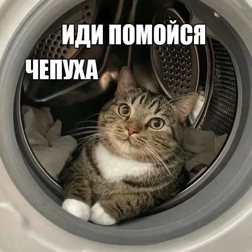 Стікер Telegram «Cats memes» 😼