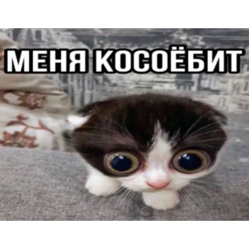 Стікер Telegram «Cats memes» 😵‍💫