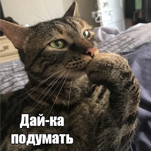 Стикер Cats memes 🤔