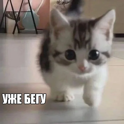 Стикер Telegram «Cats memes» 🏃‍♂️