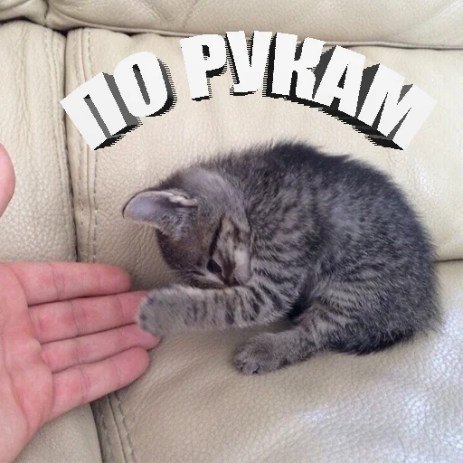 Стикер Telegram «Cats memes» 🤝