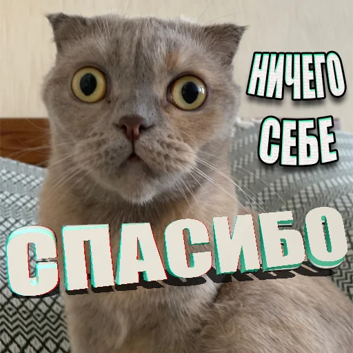 Стикер Telegram «Cats memes» 😳