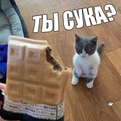 Стикер Telegram «Cats memes» 😾
