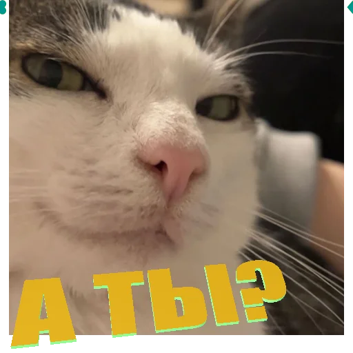 Стикер Telegram «Cats memes» 😈