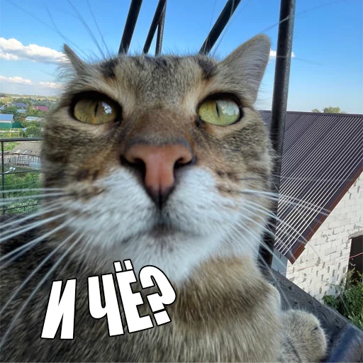 Стикер Telegram «Cats memes» 😐