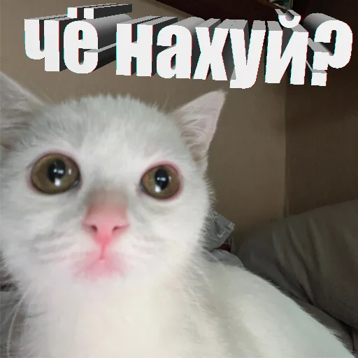 Стікер Telegram «Cats memes» 😳