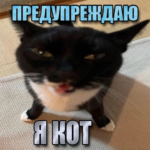 Telegram Sticker «Cats memes» ⚠️