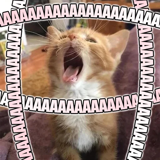 Telegram stiker «Cats memes» 🗣