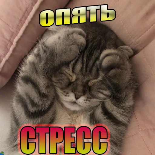 Telegram Sticker «Cats memes» 😖
