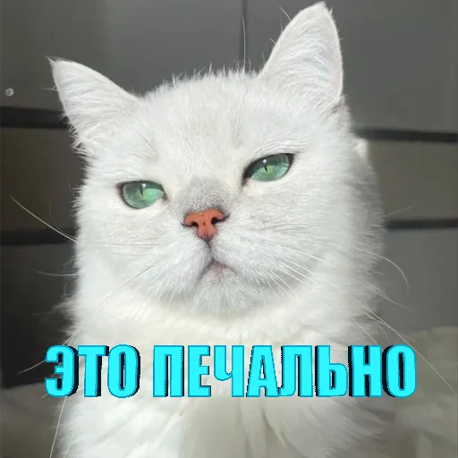 Стікер Cats memes 😿